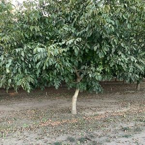 Meet your Posher, Lillian